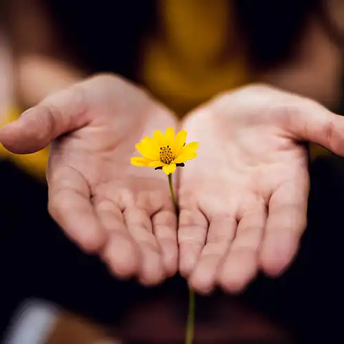 hands with yellow flower